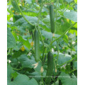 HCU18 Ruhuo 18 bis 22 cm lang, parthenocarpy f1 hybride Gurkensamen mit hohem Ertrag für Gewächshaus